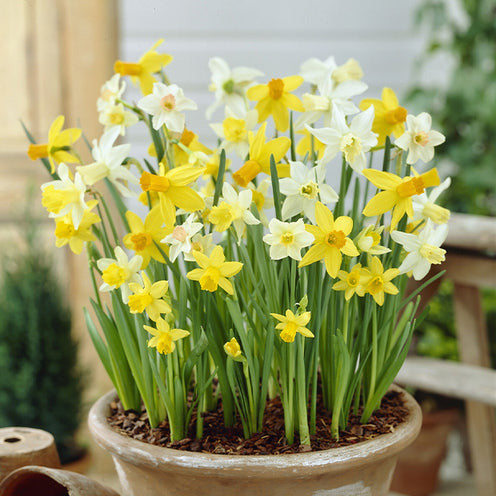  100 Bulbes De Fleurs 6 Mois De Fleurs En Mélange