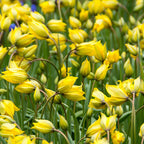  70 Bulbes De Fleurs Butterfly Food En Mélange