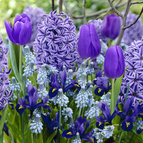  40 Bulbes De Fleurs Bordure Bleue En Mélange