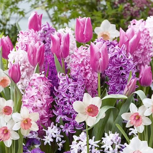  40 Bulbes De Fleurs Bordure Rose En Mélange