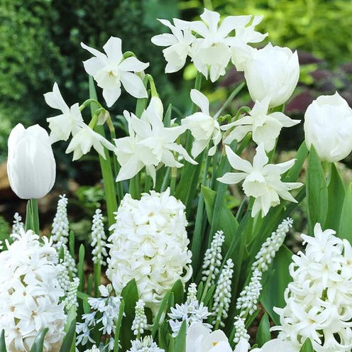  40 Bulbes De Fleurs Bordure Blanche En Mélange