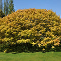  Erable Sycomore Brilliantissimum
