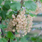  Groseiller Witte Hollander