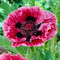  3 Pavots D'Orient Mauve