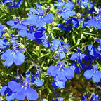  3 Lobelias Azuro