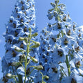  5 Delphiniums Ciel Bleu
