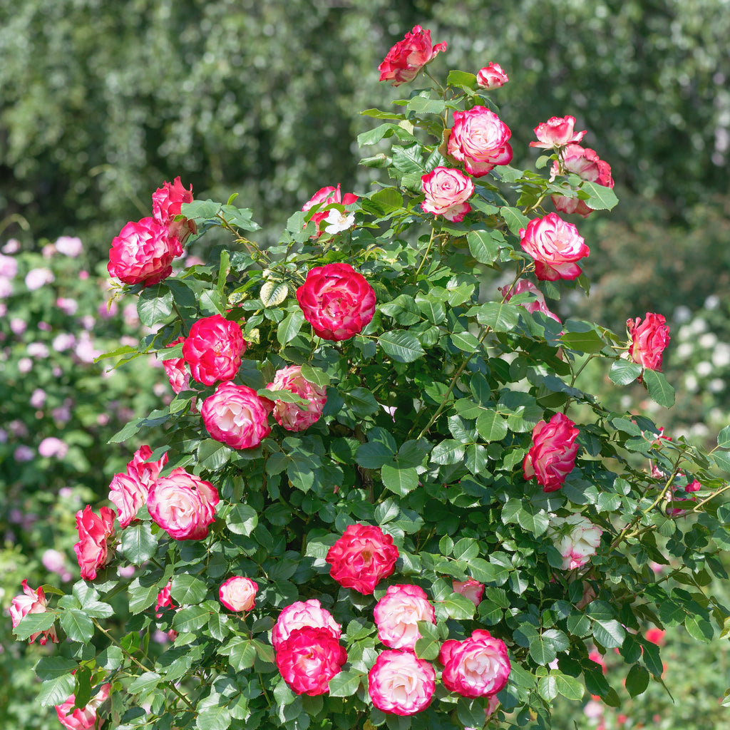 Rosier Buisson Double Delight