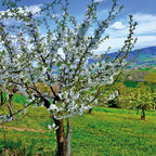  Cerisier Bigarreau Van