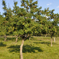  Prunier Mirabelle De Nancy