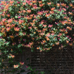  Chèvrefeuille Grimpant Goldflame