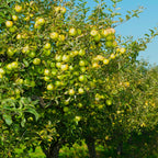  Pommier Golden Delicious