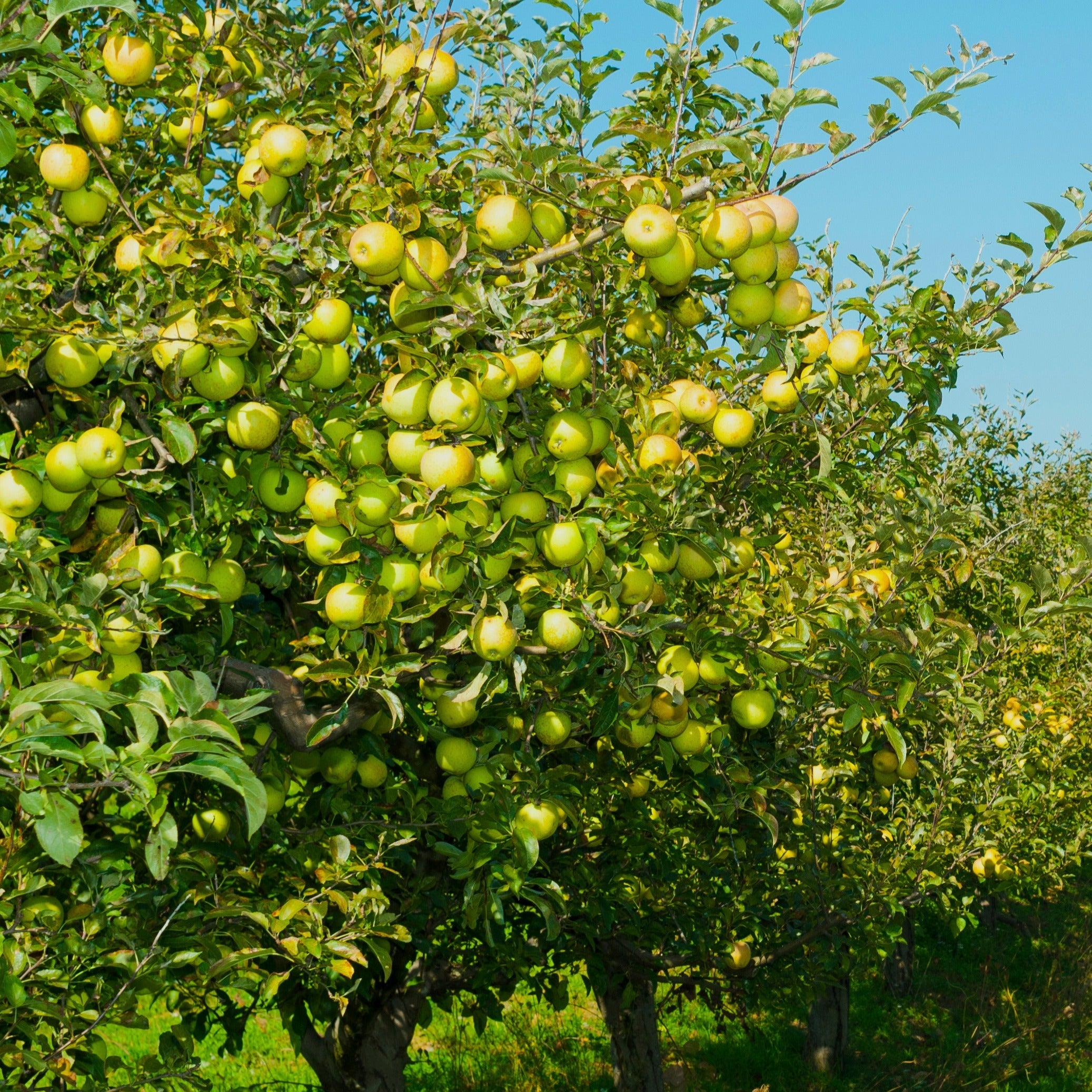  Pommier Golden Delicious