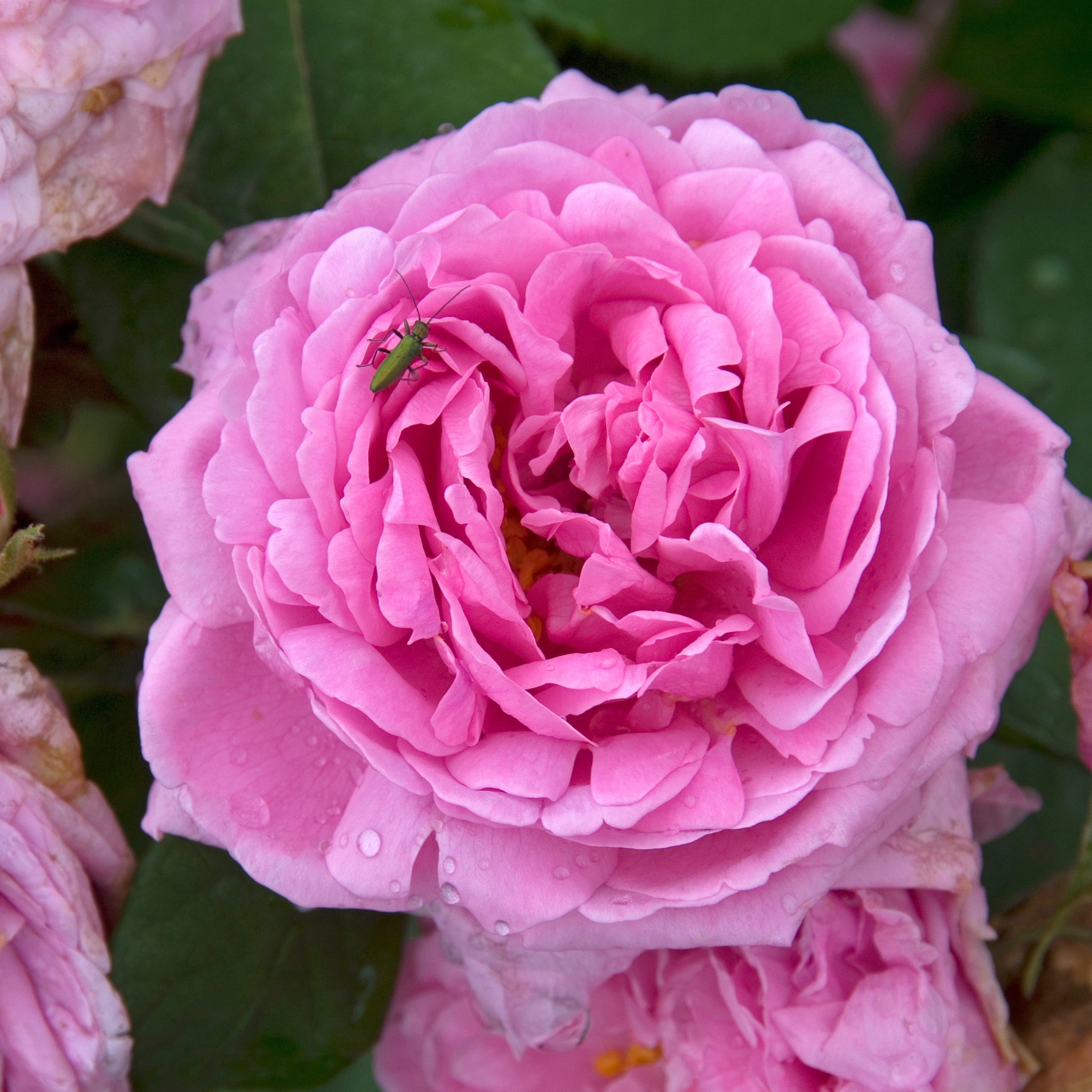  Rosier Comte De Chambord