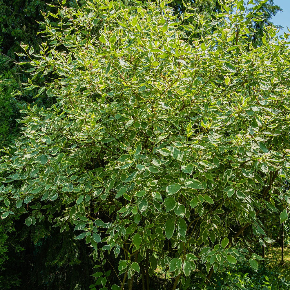  Cornouiller Blanc Elegantissima