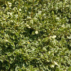  Griseline Du Littoral Variegata