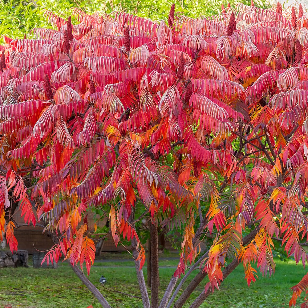  Sumac De Virginie