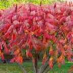  Sumac De Virginie