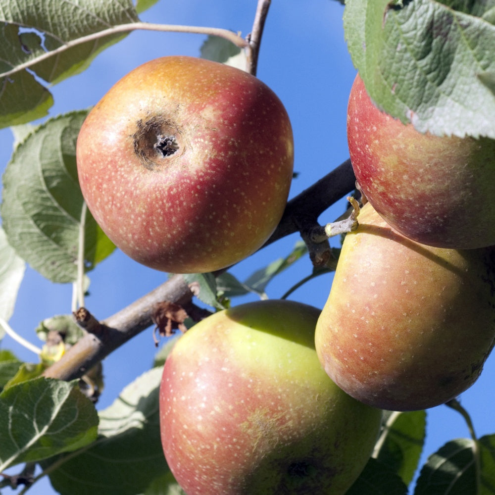  Pommier Rode Boskoop