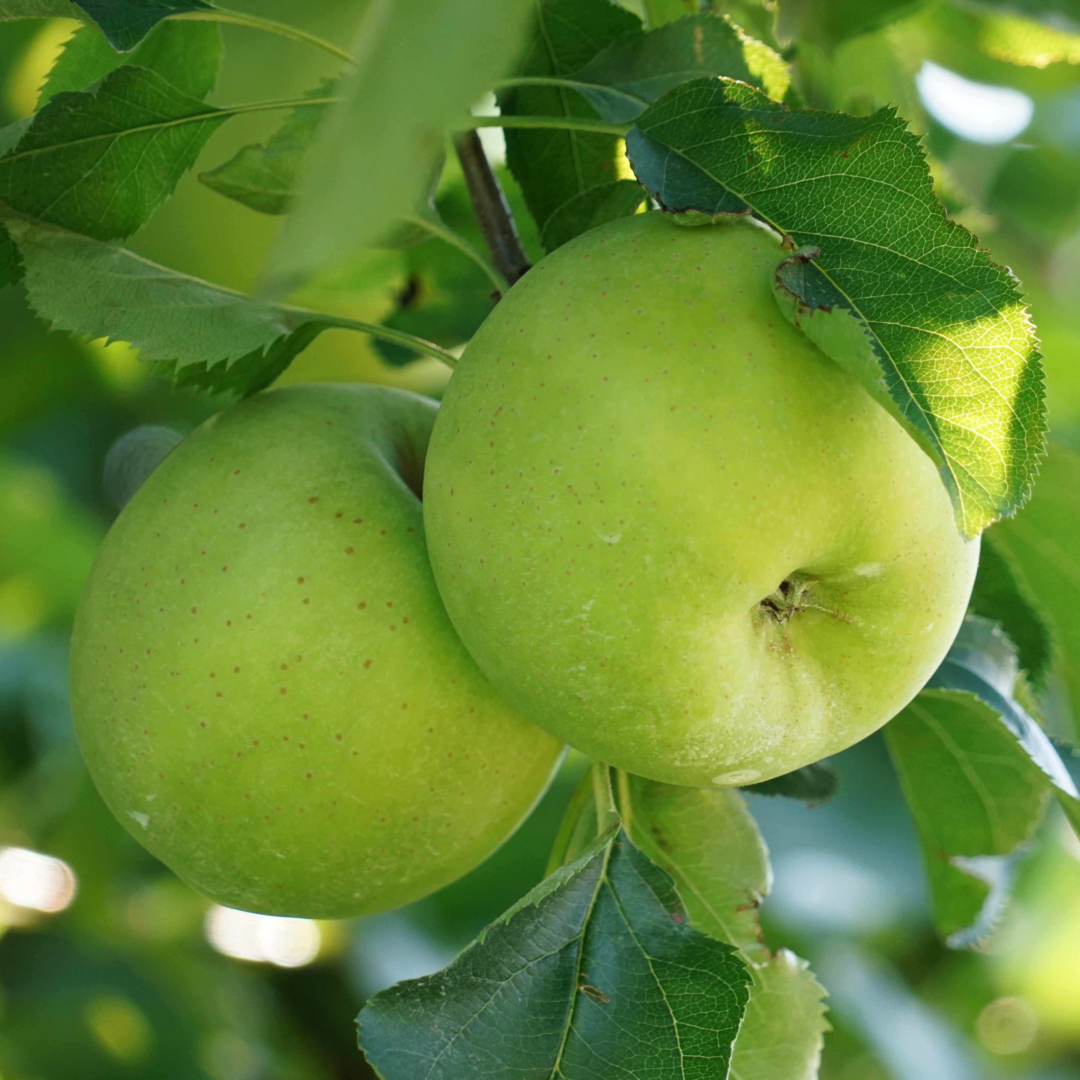  Pommier Granny Smith