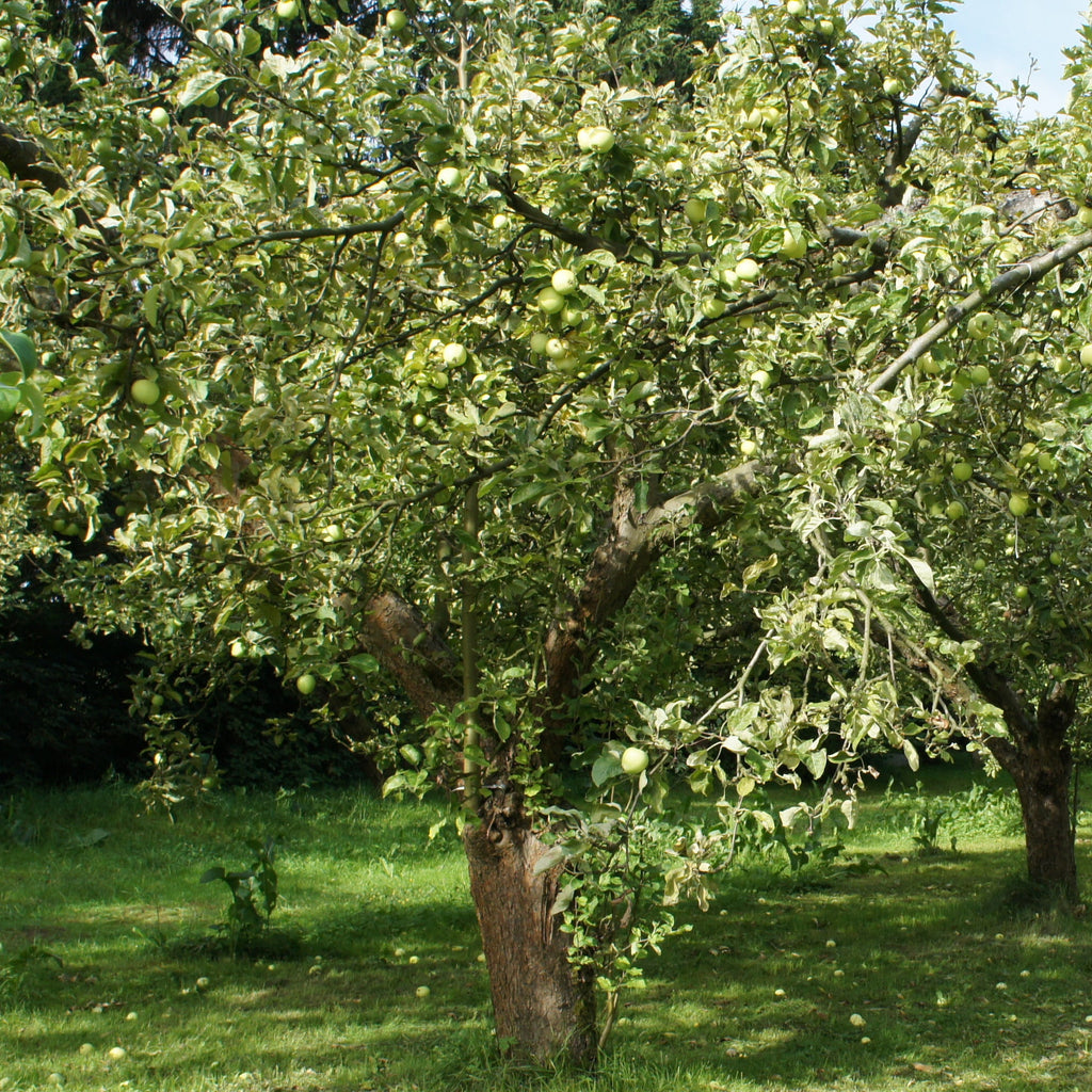  Pommier Granny Smith