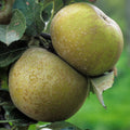  Pommier Grise Du Canada