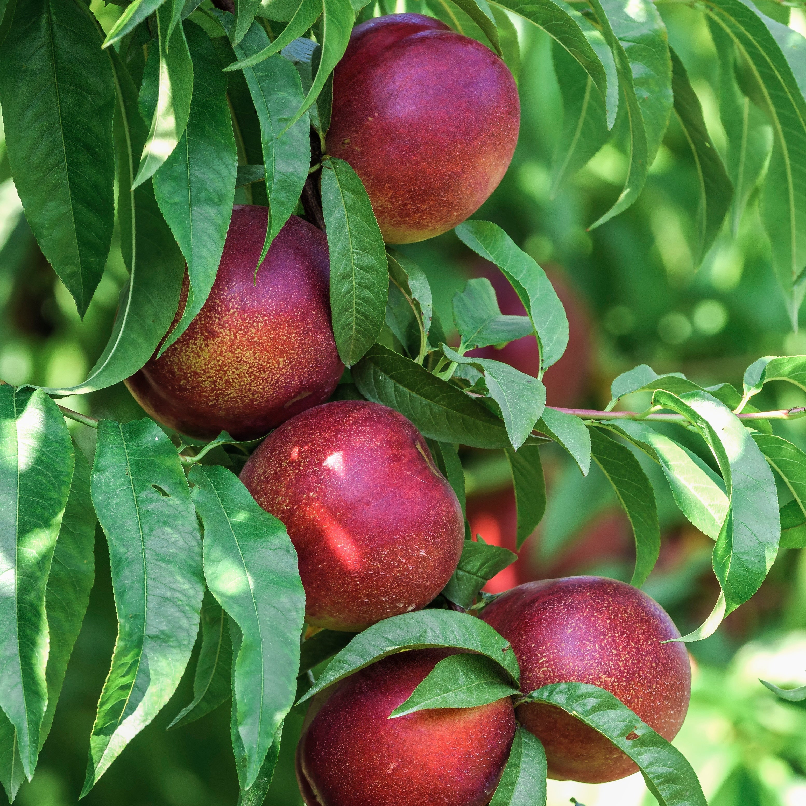  Nectarine Big Top