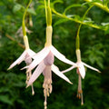  Fuchsia De Magellan Sharpitor
