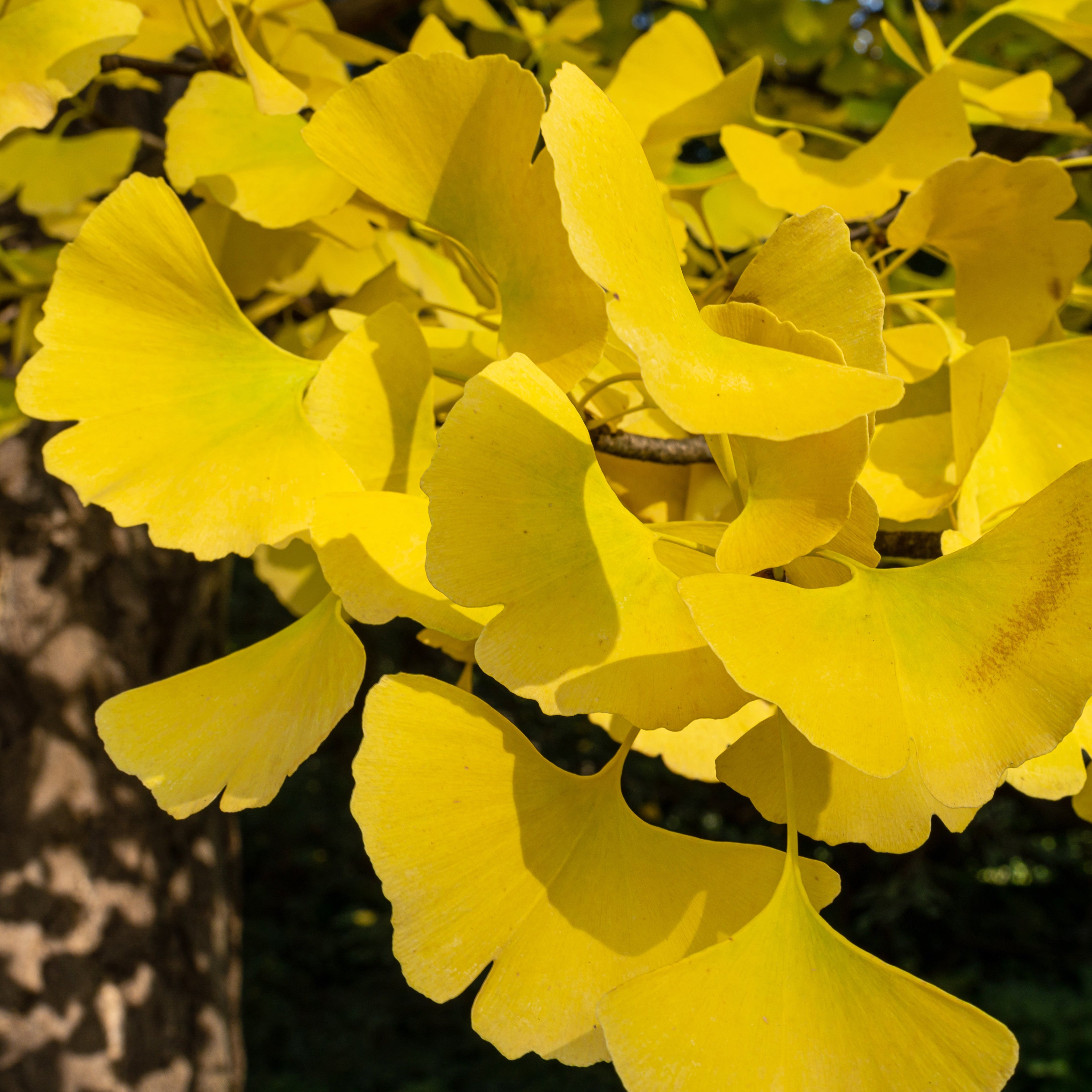  Ginkgo Biloba Blagon - Arbre Aux 40 écus