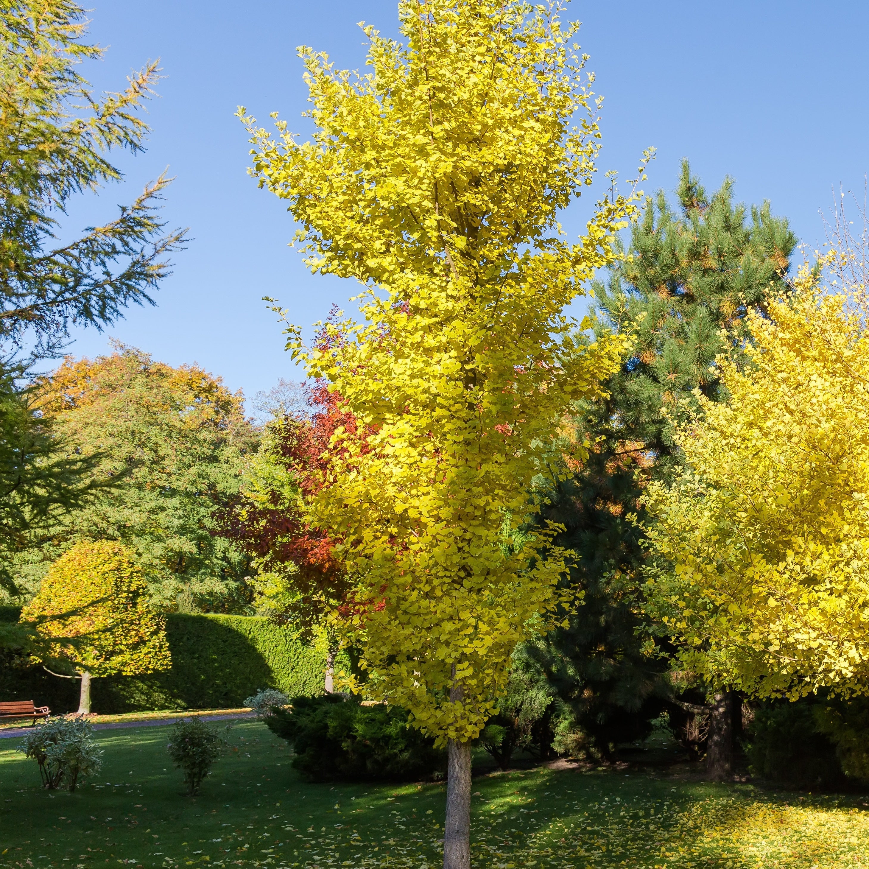  Ginkgo Biloba Blagon - Arbre Aux 40 écus