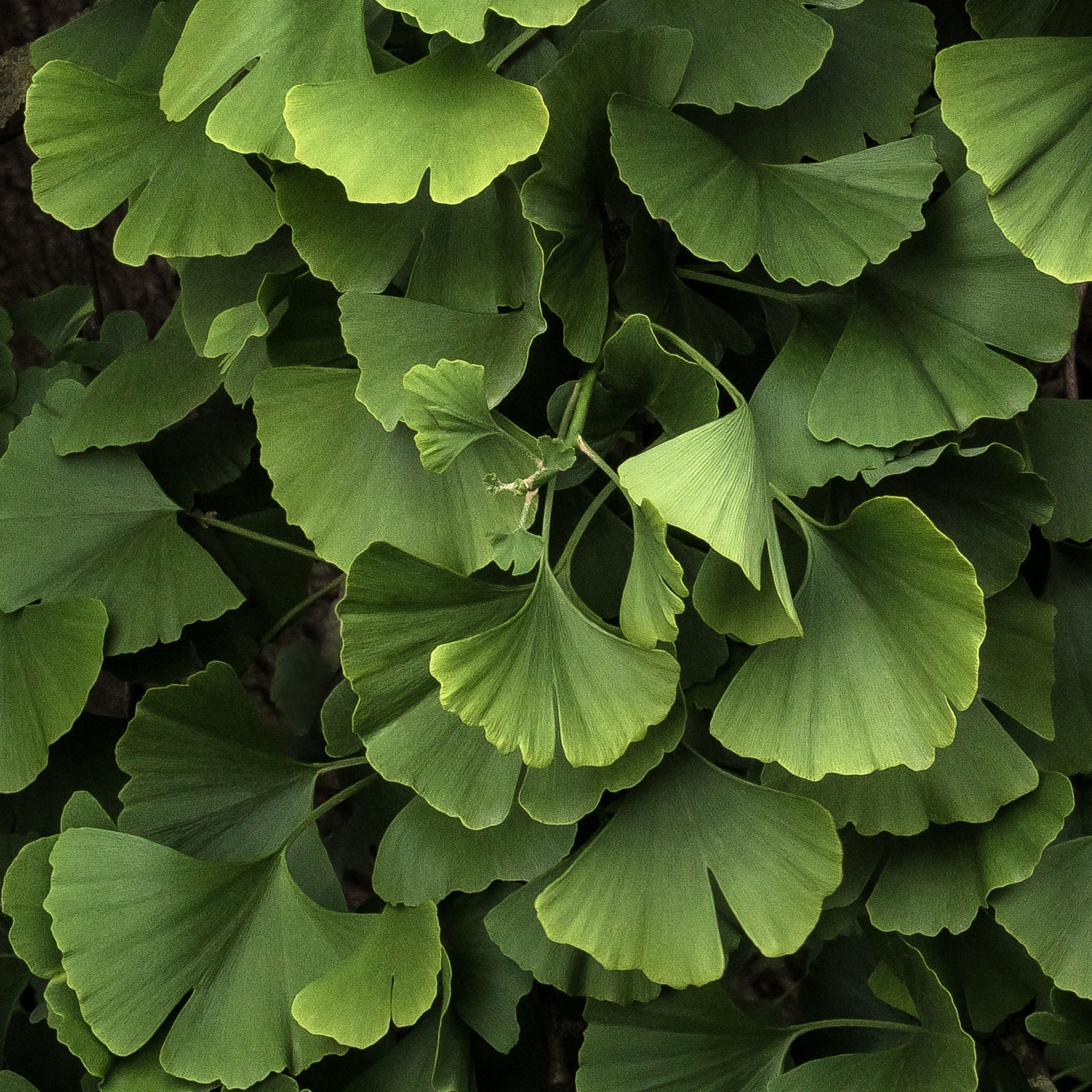  Ginkgo Biloba Blagon - Arbre Aux 40 écus