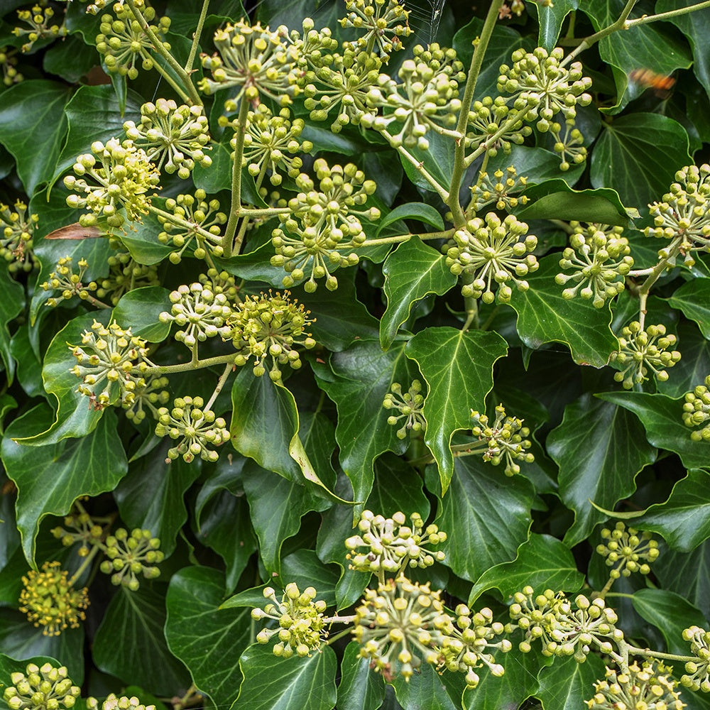  Hedera Helix Arborescens - Lierre Arbustif