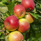  Collection De Pommiers : Reine De Reinettes, Cox's, Golden Delicious