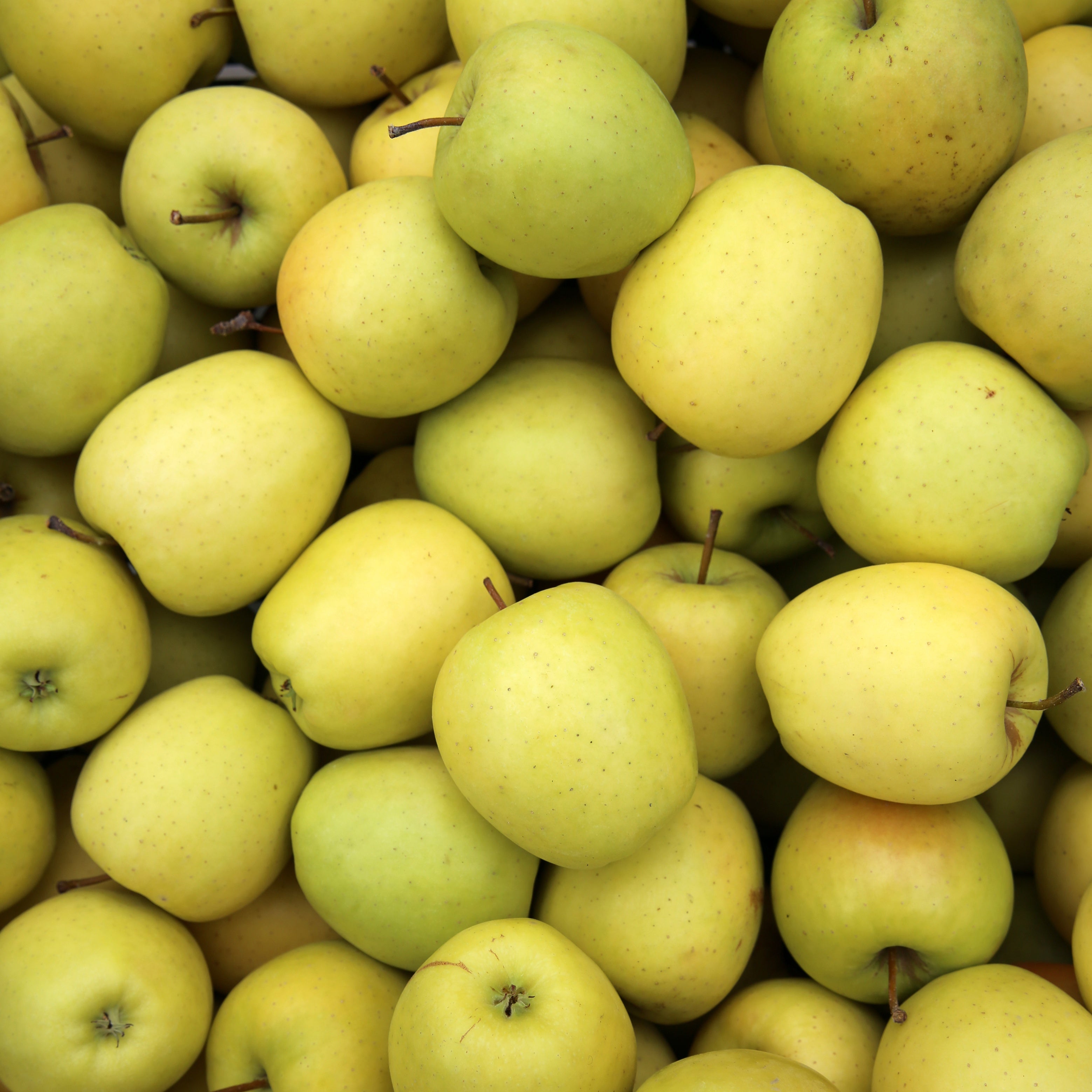  Collection De Pommiers : Reine De Reinettes, Cox's, Golden Delicious