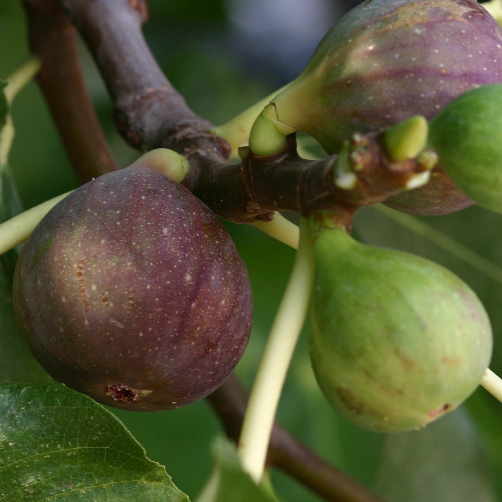  Figuier Violette De Solliès