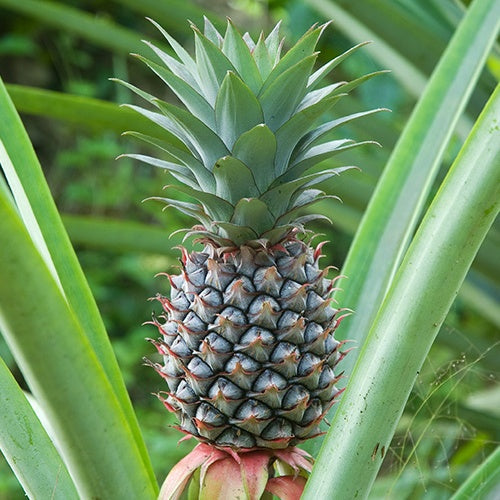  Ananas