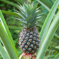  Ananas