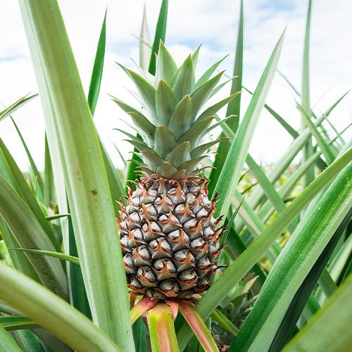  Ananas