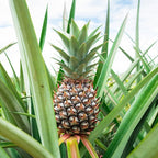  Ananas