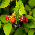  Framboisier Black Jewel