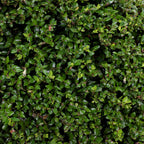  Chèvrefeuille à Feuilles De Buis