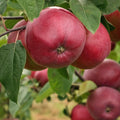  Pommier Marilyn Red