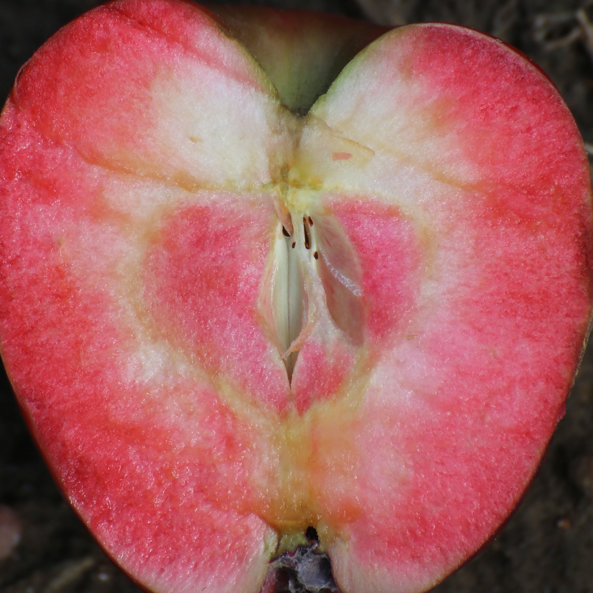 Pommier Marilyn Red