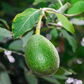  Collection De 3 Avocatiers (Hass, Fuerte, Bacon)