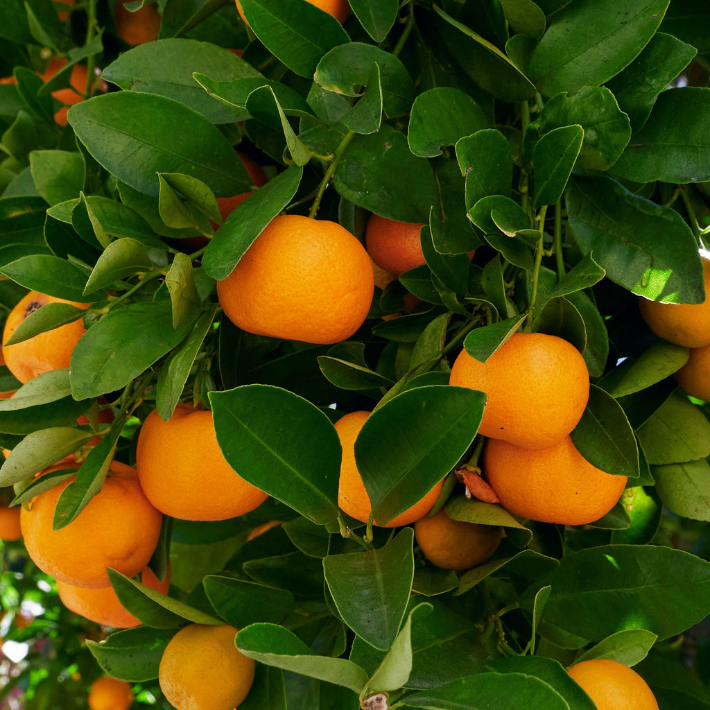  Calamondin