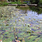  Vanille D'eau