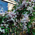  Clématite Du Père Armand Apple Blossom