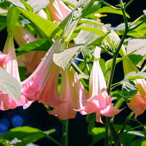  Brugmansia Tricolore Rose, Blanc, Jaune