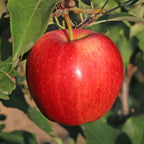  Pommier Gala