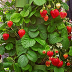  20 Fraisiers Maxim