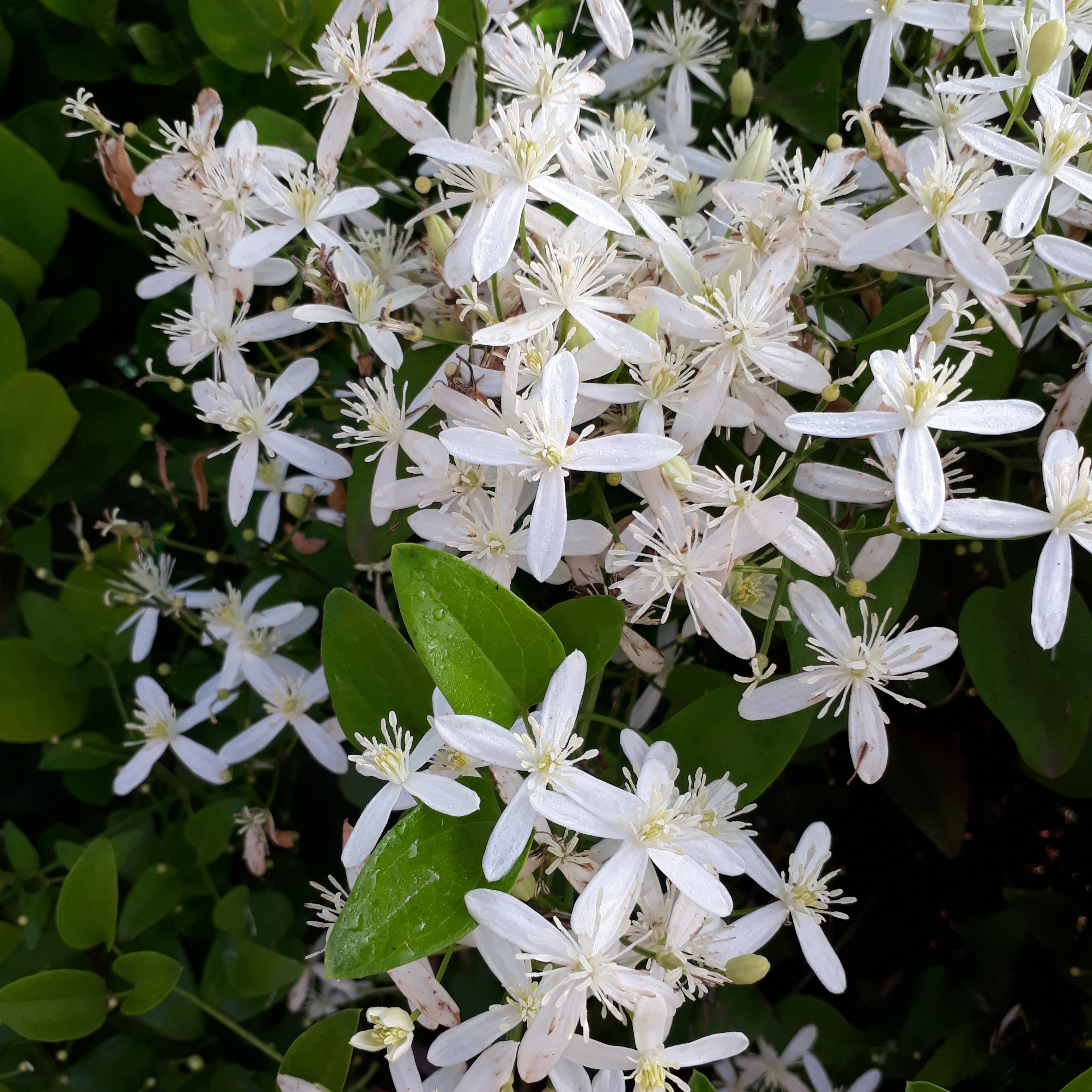  Clématite Armandii